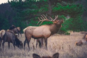 Animal Capture Nets and Net Systems