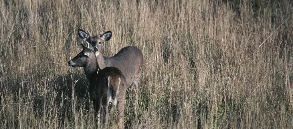 Choosing the right net gun for deer capture